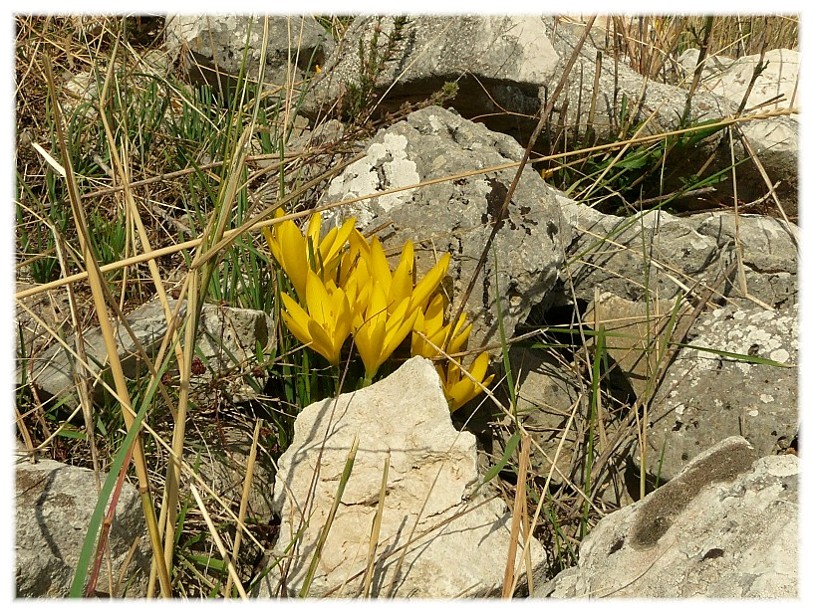 Sternbergia lutea(Cyclamen hederifolium, Biarum tenuifolium)